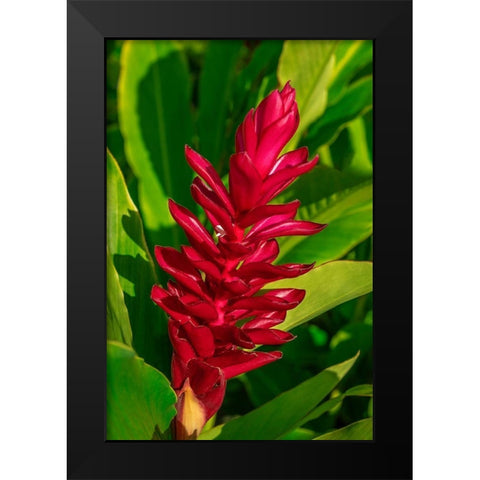 Red Ginger plant Black Modern Wood Framed Art Print by Engelbrecht, Lisa S.