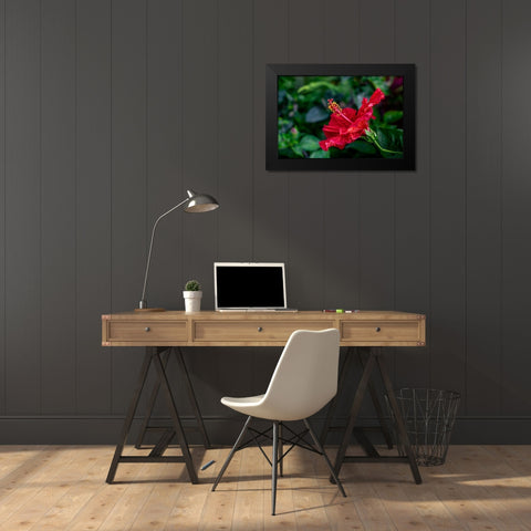 Red Hibiscus Black Modern Wood Framed Art Print by Engelbrecht, Lisa S.
