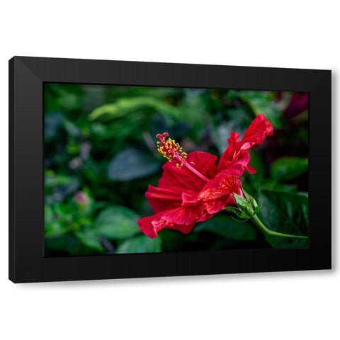 Red Hibiscus Black Modern Wood Framed Art Print with Double Matting by Engelbrecht, Lisa S.