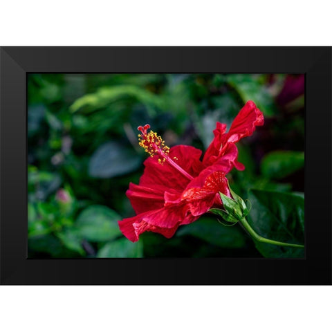 Red Hibiscus Black Modern Wood Framed Art Print by Engelbrecht, Lisa S.
