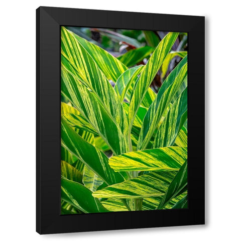 Shell ginger plant Black Modern Wood Framed Art Print with Double Matting by Engelbrecht, Lisa S.