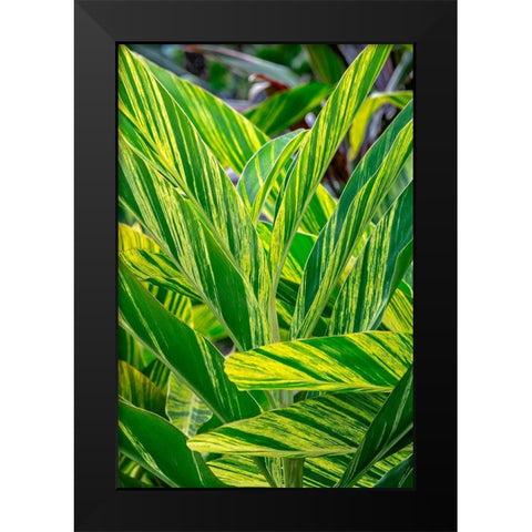 Shell ginger plant Black Modern Wood Framed Art Print by Engelbrecht, Lisa S.