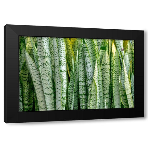 Snake plant-Mother-in-laws tongue Black Modern Wood Framed Art Print by Engelbrecht, Lisa S.
