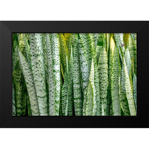 Snake plant-Mother-in-laws tongue Black Modern Wood Framed Art Print by Engelbrecht, Lisa S.