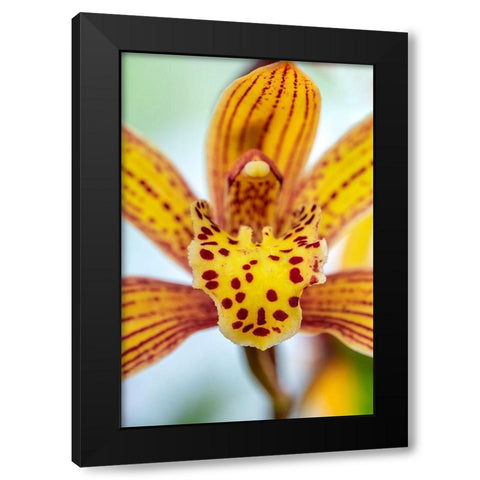 Speckled yellow Orchid Black Modern Wood Framed Art Print with Double Matting by Engelbrecht, Lisa S.