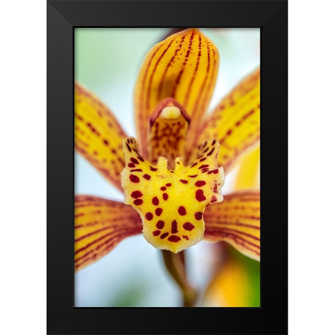 Speckled yellow Orchid Black Modern Wood Framed Art Print by Engelbrecht, Lisa S.