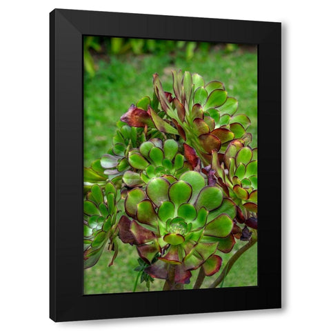 Stonecrop plant Black Modern Wood Framed Art Print by Engelbrecht, Lisa S.