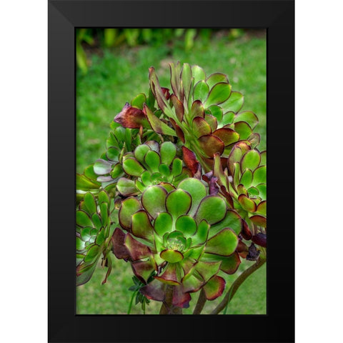 Stonecrop plant Black Modern Wood Framed Art Print by Engelbrecht, Lisa S.