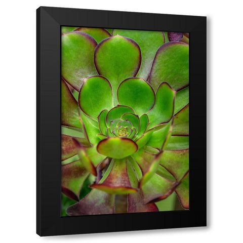 Stonecrop plant Black Modern Wood Framed Art Print by Engelbrecht, Lisa S.