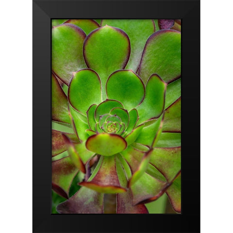 Stonecrop plant Black Modern Wood Framed Art Print by Engelbrecht, Lisa S.