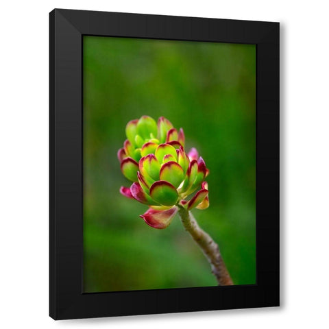 Stonecrop-Sedum Black Modern Wood Framed Art Print by Engelbrecht, Lisa S.