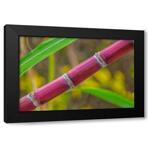 Sugar Cane Black Modern Wood Framed Art Print with Double Matting by Engelbrecht, Lisa S.