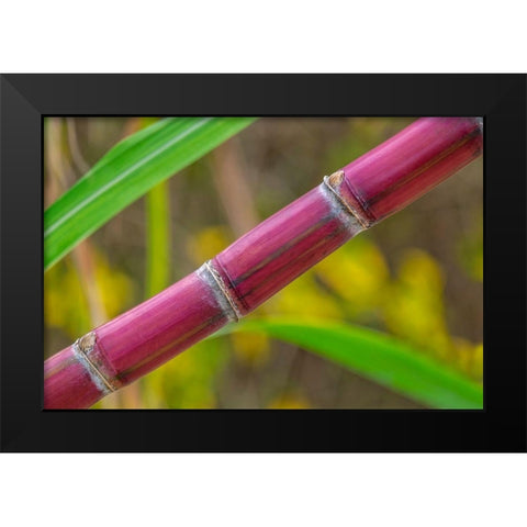 Sugar Cane Black Modern Wood Framed Art Print by Engelbrecht, Lisa S.