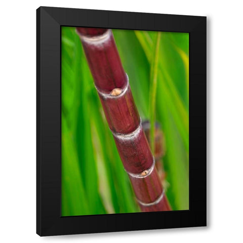 Sugar Cane Black Modern Wood Framed Art Print by Engelbrecht, Lisa S.