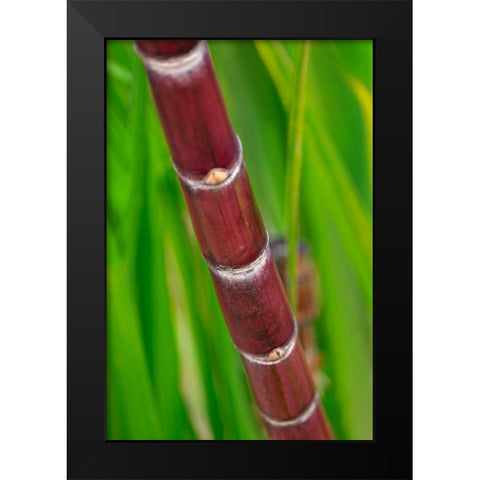 Sugar Cane Black Modern Wood Framed Art Print by Engelbrecht, Lisa S.