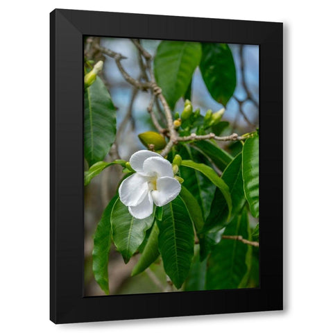 Tabernaemontana flower Black Modern Wood Framed Art Print with Double Matting by Engelbrecht, Lisa S.
