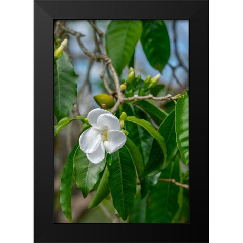 Tabernaemontana flower Black Modern Wood Framed Art Print by Engelbrecht, Lisa S.