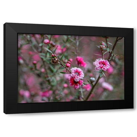 Tea tree flower Black Modern Wood Framed Art Print by Engelbrecht, Lisa S.