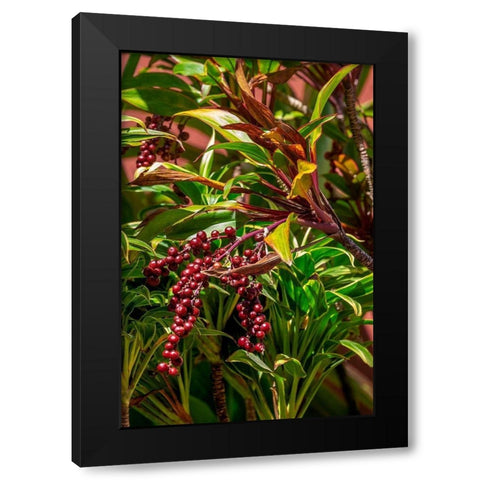 Ti Plant berries Black Modern Wood Framed Art Print by Engelbrecht, Lisa S.