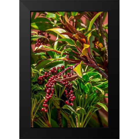 Ti Plant berries Black Modern Wood Framed Art Print by Engelbrecht, Lisa S.