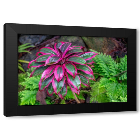 Ti Plant-Cordyline fruticosa Black Modern Wood Framed Art Print by Engelbrecht, Lisa S.