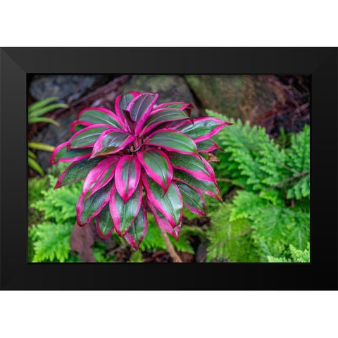 Ti Plant-Cordyline fruticosa Black Modern Wood Framed Art Print by Engelbrecht, Lisa S.