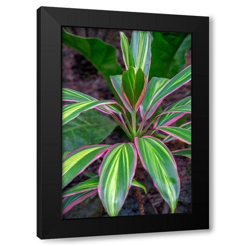 Ti Plant-Cordyline fruticosa Black Modern Wood Framed Art Print by Engelbrecht, Lisa S.