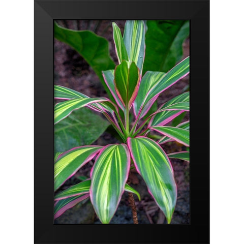 Ti Plant-Cordyline fruticosa Black Modern Wood Framed Art Print by Engelbrecht, Lisa S.