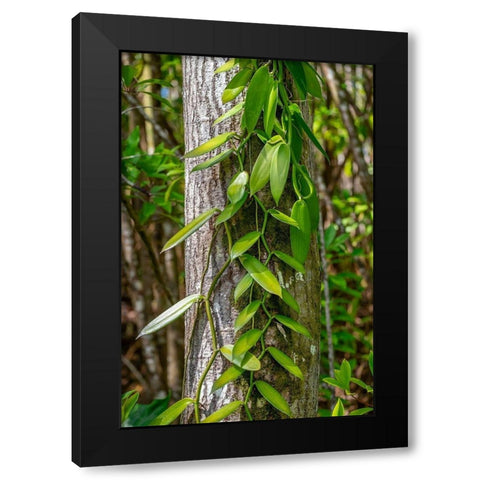 Vanilla Orchid vine Black Modern Wood Framed Art Print with Double Matting by Engelbrecht, Lisa S.