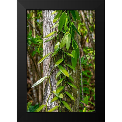 Vanilla Orchid vine Black Modern Wood Framed Art Print by Engelbrecht, Lisa S.