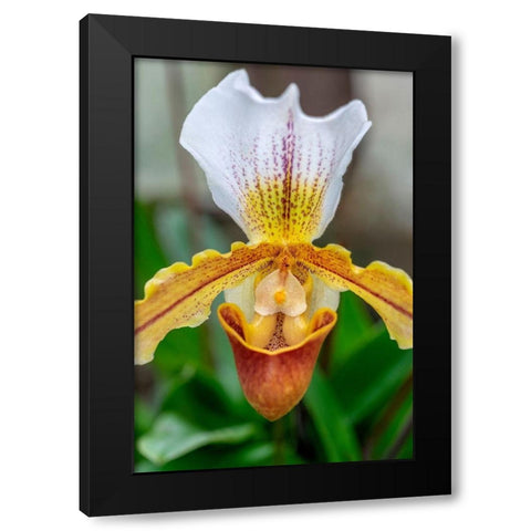 Venus Slipper Orchid Black Modern Wood Framed Art Print with Double Matting by Engelbrecht, Lisa S.