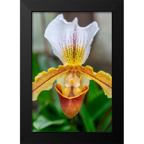 Venus Slipper Orchid Black Modern Wood Framed Art Print by Engelbrecht, Lisa S.