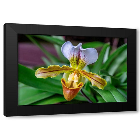 Venus Slipper Orchid Black Modern Wood Framed Art Print by Engelbrecht, Lisa S.