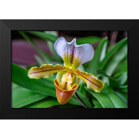 Venus Slipper Orchid Black Modern Wood Framed Art Print by Engelbrecht, Lisa S.
