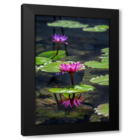 Waterlilies in pond Black Modern Wood Framed Art Print by Engelbrecht, Lisa S.