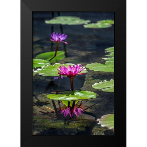 Waterlilies in pond Black Modern Wood Framed Art Print by Engelbrecht, Lisa S.