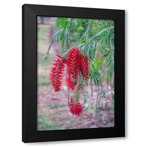Weeping Bottlebrush tree flowers Black Modern Wood Framed Art Print by Engelbrecht, Lisa S.