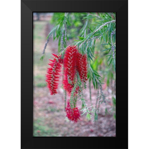 Weeping Bottlebrush tree flowers Black Modern Wood Framed Art Print by Engelbrecht, Lisa S.