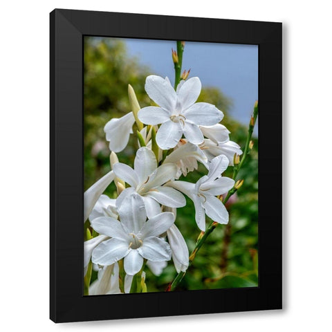 White Gladiolus Black Modern Wood Framed Art Print with Double Matting by Engelbrecht, Lisa S.