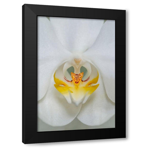 White Orchid Black Modern Wood Framed Art Print with Double Matting by Engelbrecht, Lisa S.