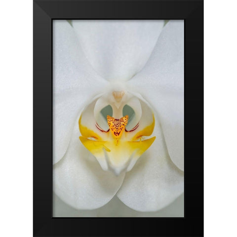 White Orchid Black Modern Wood Framed Art Print by Engelbrecht, Lisa S.