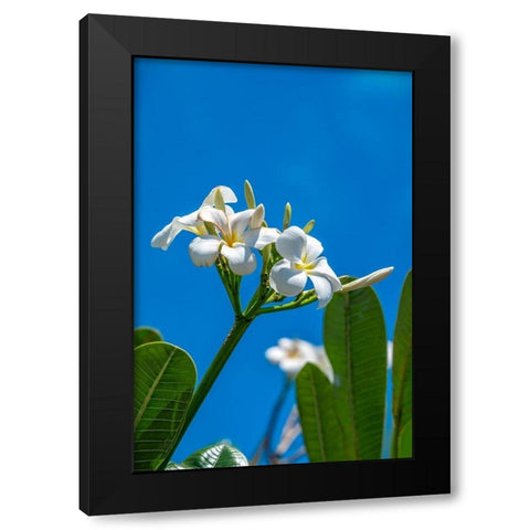 White Plumeria Black Modern Wood Framed Art Print by Engelbrecht, Lisa S.
