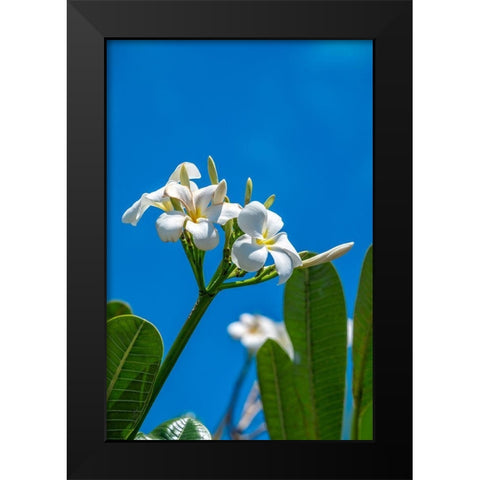 White Plumeria Black Modern Wood Framed Art Print by Engelbrecht, Lisa S.