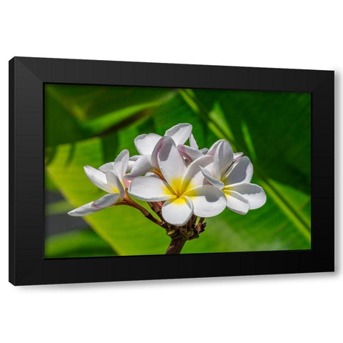 White Plumeria Black Modern Wood Framed Art Print with Double Matting by Engelbrecht, Lisa S.