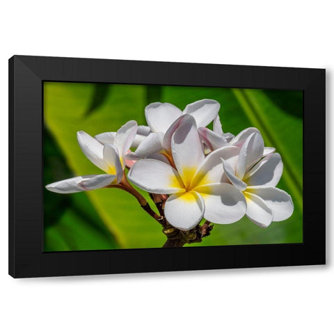 White Plumeria Black Modern Wood Framed Art Print by Engelbrecht, Lisa S.