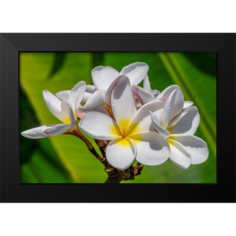 White Plumeria Black Modern Wood Framed Art Print by Engelbrecht, Lisa S.