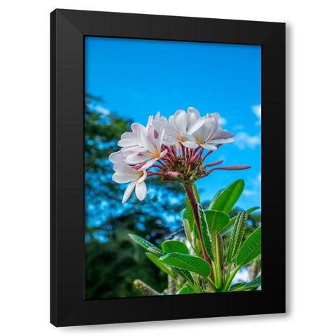 White Plumeria Black Modern Wood Framed Art Print with Double Matting by Engelbrecht, Lisa S.