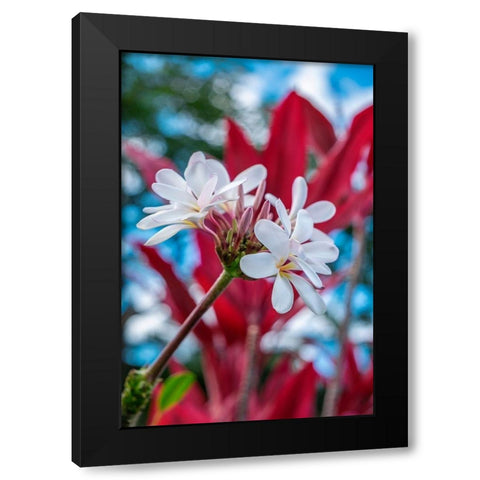 White Plumeria Black Modern Wood Framed Art Print with Double Matting by Engelbrecht, Lisa S.