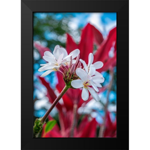 White Plumeria Black Modern Wood Framed Art Print by Engelbrecht, Lisa S.