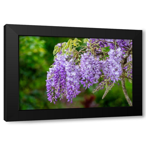 Wisteria Black Modern Wood Framed Art Print with Double Matting by Engelbrecht, Lisa S.